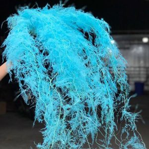 Kim Thủy Tùng - Xanh lam