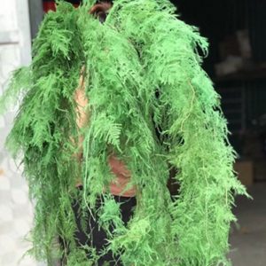 Kim Thủy Tùng - Xanh rêu