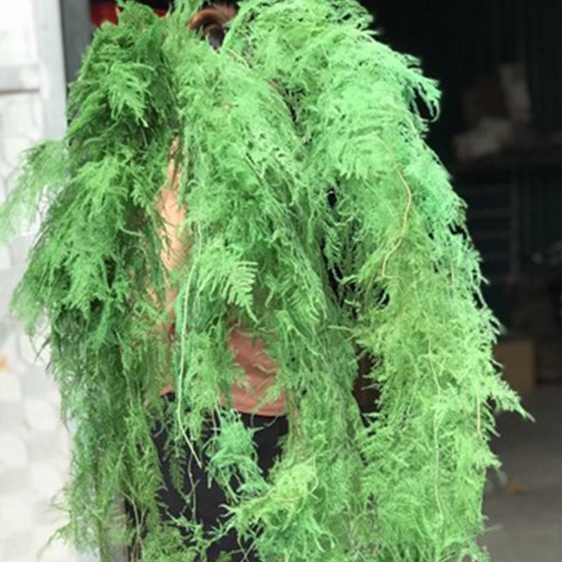 Kim Thủy Tùng - Xanh rêu