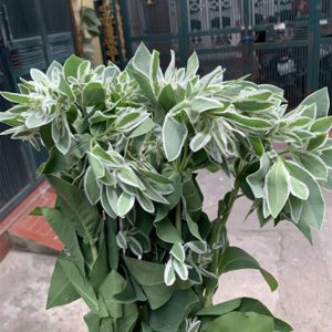 Lá Chanh Đốm - Trắng A