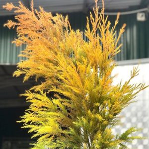 Lá Hoàng Kim - Cam A