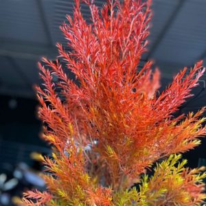 Lá Hoàng Kim - Đỏ A