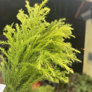 Lá Hoàng Kim - Xanh A