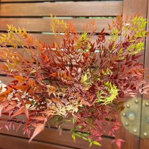 Lá Nam Thiên - Đỏ A