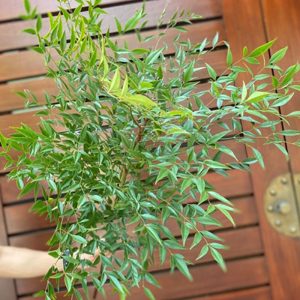 Lá Nam Thiên - Xanh A