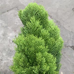 Lá Trắc Bách Diệp