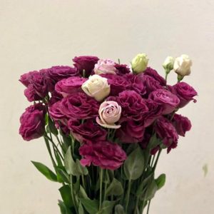 Lan Tường - Đỏ Rượu A