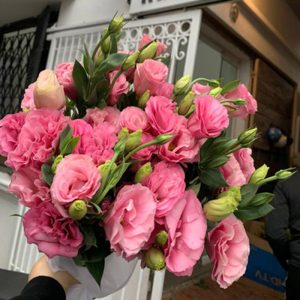 Lan Tường - Hồng A