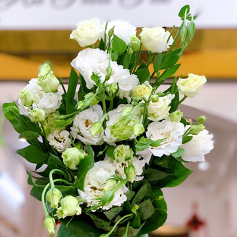 Lan Tường - Hồng Xoăn