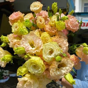 Lan Tường - Kem A