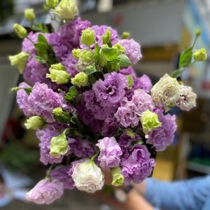 Lan Tường - Tím Xoăn Nhạt A