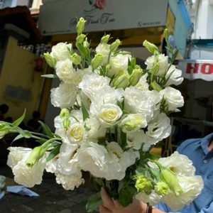 Lan Tường - Trắng A