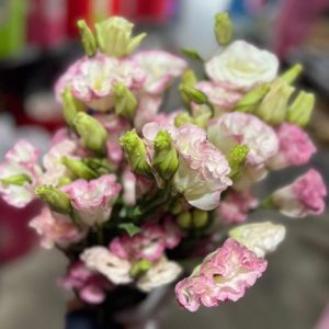 Lan Tường - Trắng Viền Hồng A