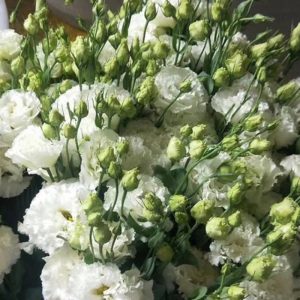 Lan Tường - Trắng Xoăn A