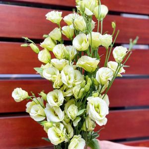 Lan Tường - Xanh Bơ Tàu A