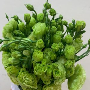 Lan Tường - Xanh Xoăn A