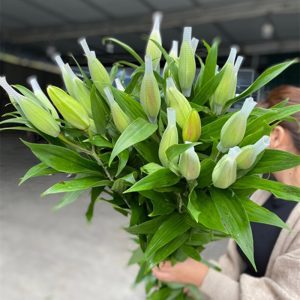 Ly Kép Aisha - Trắng 5 tai