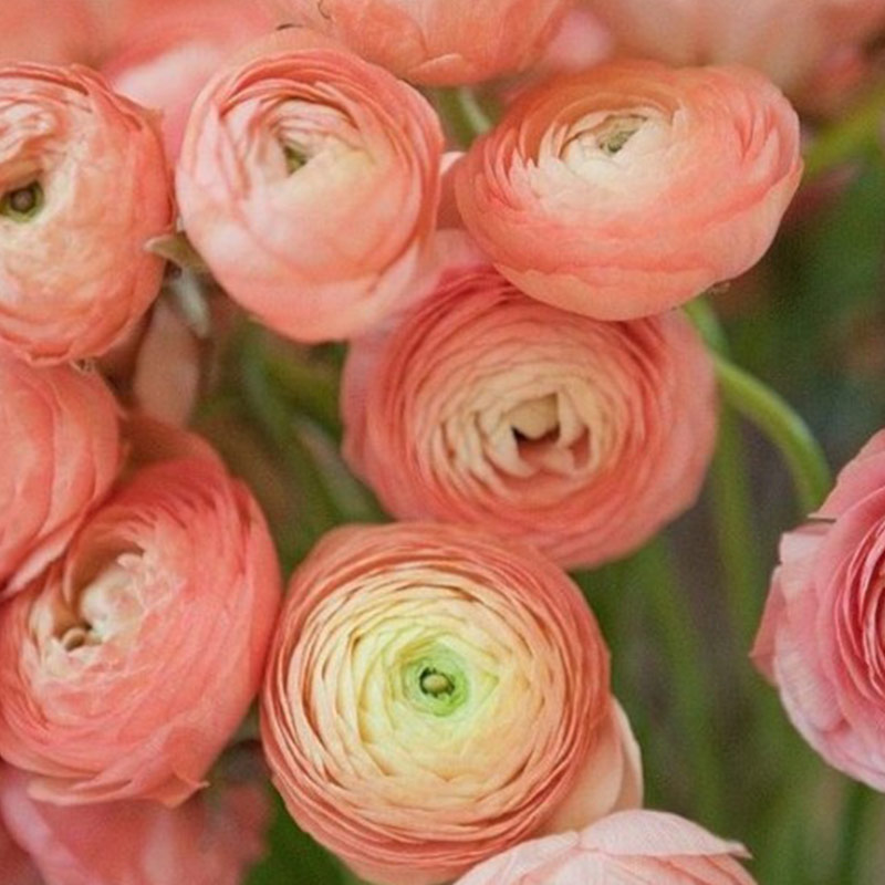 Mao Lương - Cá hồi