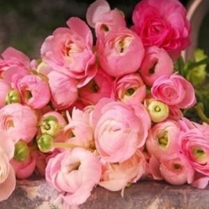 Mao Lương - Hồng