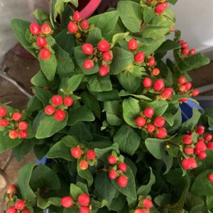 Mắt Ngọc - Đỏ A