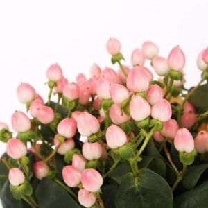 Mắt Ngọc - Hồng A