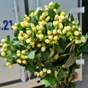 Mắt Ngọc - Trắng A