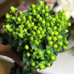 Mắt Ngọc - Xanh A