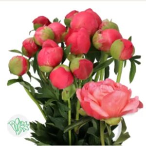 Mẫu Đơn Đỏ Cam 407