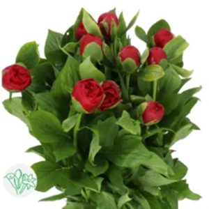 Mẫu Đơn Đỏ Đậm 393