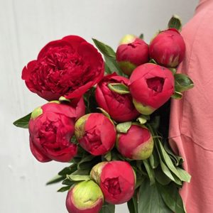 Mẫu Đơn Đỏ Đô 406