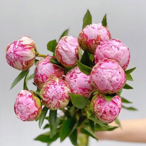 Mẫu Đơn Hồng 392