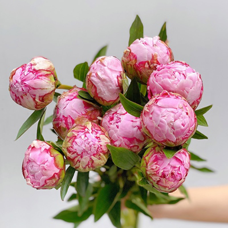 Mẫu Đơn Hồng 392