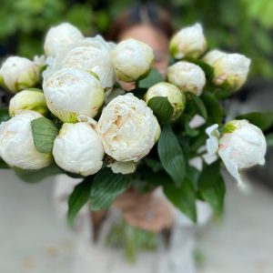 Mẫu Đơn Trắng 383