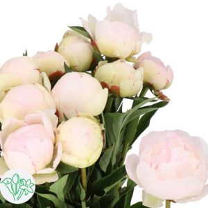 Mẫu đơn hồng nhạt