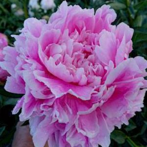 Mẫu đơn hồng Paeonia Jacorma