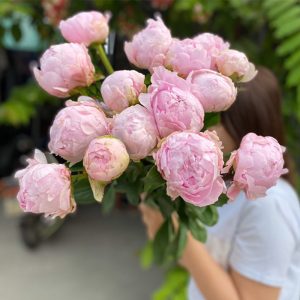 Mẫu đơn hồng phấn