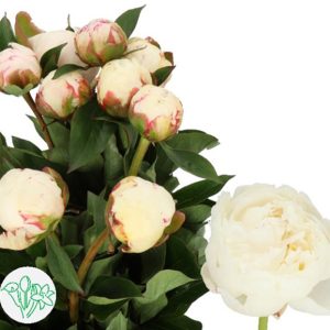 Mẫu đơn trắng (5C)