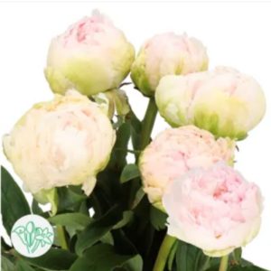 Mẫu đơn trắng hồng