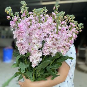 Phi Yến - Hồng A