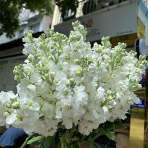 Phi Yến - Trắng A