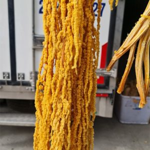 Rền Rủ - Cam Khô A