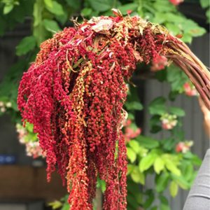 Rền Rủ - Đỏ A