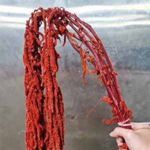 Rền rủ - Đỏ khô