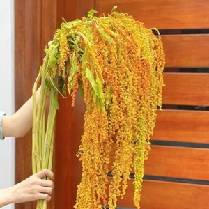 Rền Rủ - Vàng A