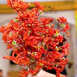 Sừng Hươu - Đỏ A