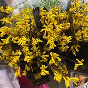 Sừng Hươu - Vàng A