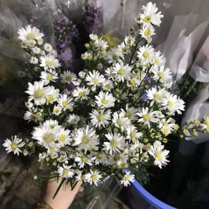 Thạch Thảo Trắng