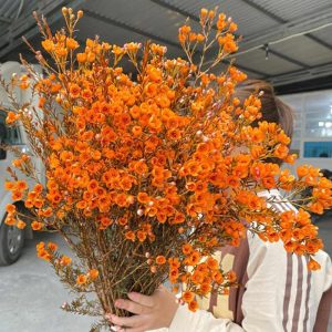 Thanh Liễu - Cam A