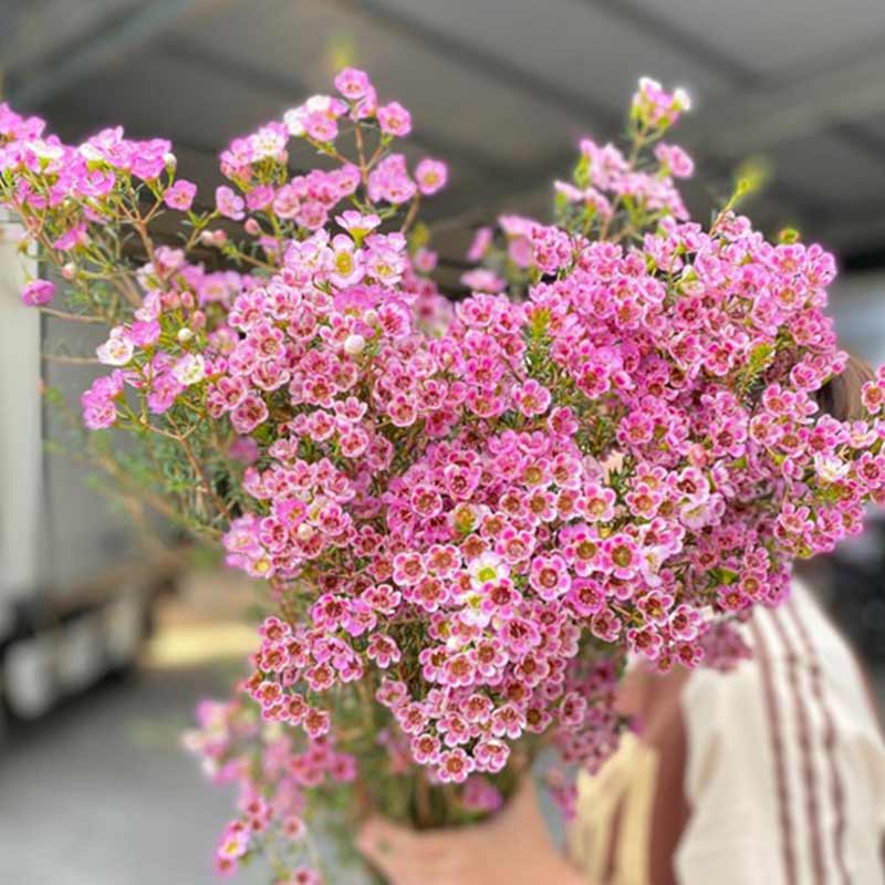 Thanh Liễu - Hồng A