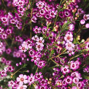 Thanh Liễu - Tím A